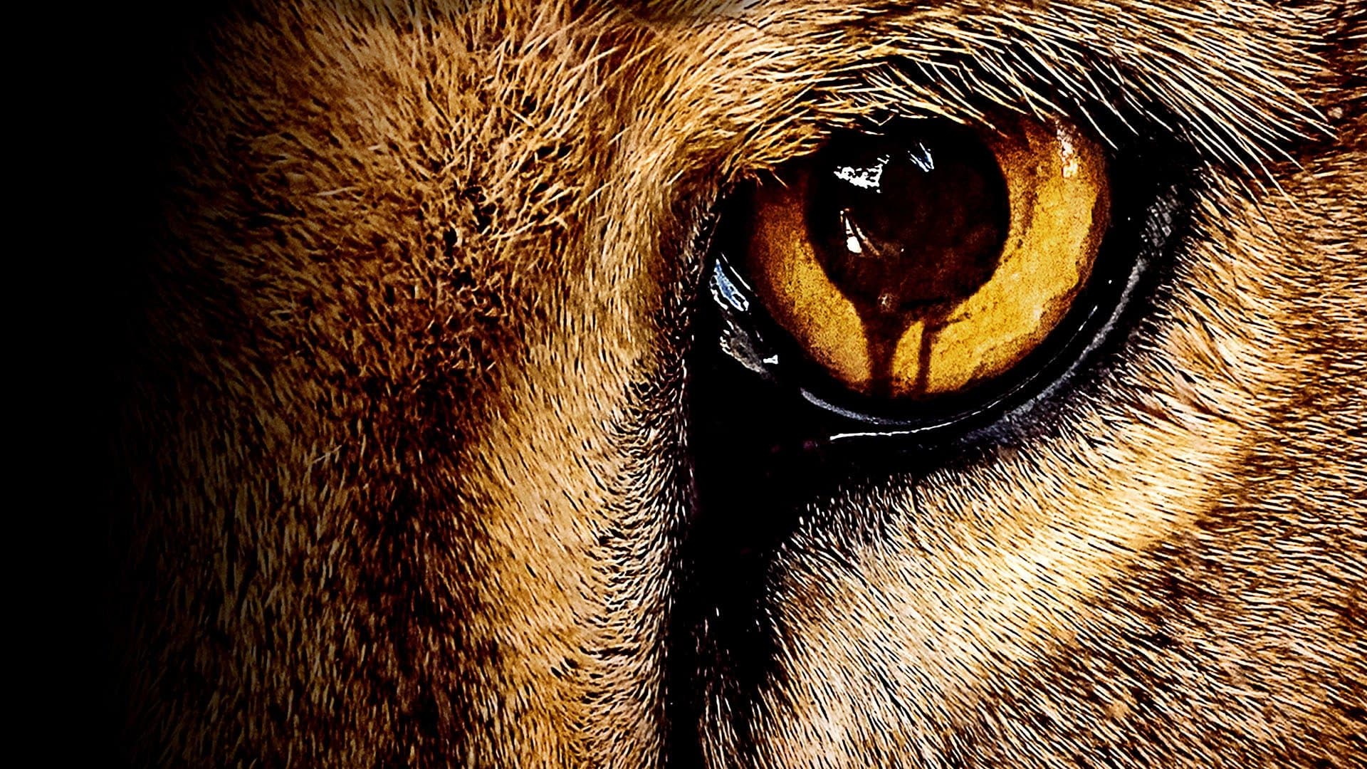 Zoo HD Full